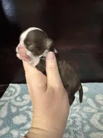 Deposit, a male Chihuahua for sale in Enterprise, AL – Photo 3 of 6