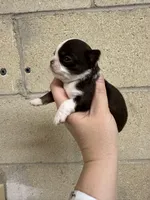 Deposit, a male Chihuahua for sale in Enterprise, AL – Photo 6 of 6