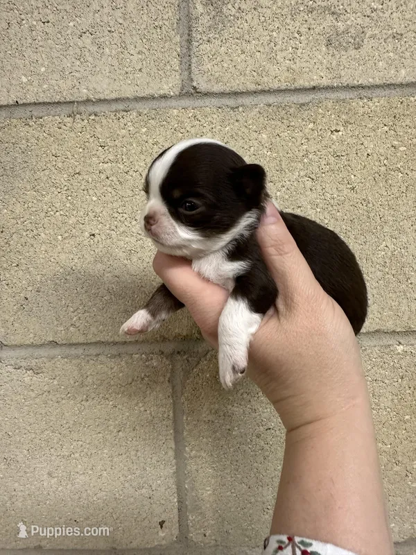 Deposit, a male Chihuahua for sale in Enterprise, AL – Photo 1 of 6