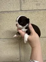 Deposit, a male Chihuahua for sale in Enterprise, AL – Photo 1 of 6