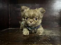 Flin, a male Chihuahua for sale in Enterprise, AL – 6 of 8