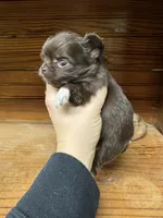 Deposit  choc, a male Chihuahua for sale in Enterprise, AL – Photo 2 of 2