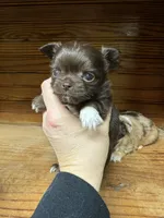 Deposit  choc, a male Chihuahua for sale in Enterprise, AL – Photo 1 of 2