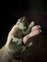 LC Merle female , a female Chihuahua for sale in Enterprise, AL – 2 of 5