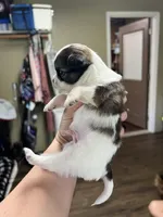 AKC Champ/Russian, a male Chihuahua for sale in Enterprise, AL – Photo 4 of 7