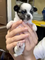 AKC Champ/Russian, a male Chihuahua for sale in Enterprise, AL – Photo 3 of 7
