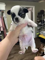 AKC Champ/Russian, a male Chihuahua for sale in Enterprise, AL – Photo 5 of 7