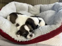 AKC Champ/Russian, a male Chihuahua for sale in Enterprise, AL – Photo 7 of 7