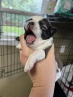 AKC Champ/Russian, a male Chihuahua for sale in Enterprise, AL – Photo 2 of 7