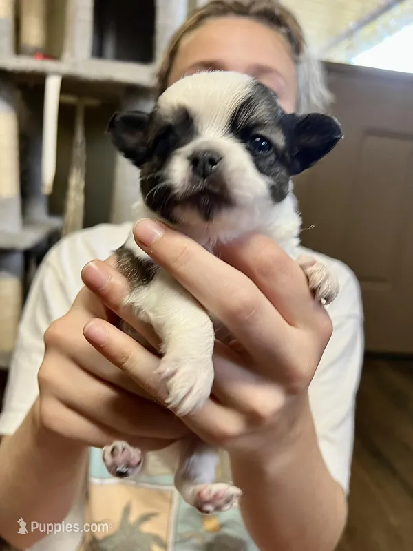 AKC Champ/Russian, a male Chihuahua for sale in Enterprise, AL – Photo 1 of 7