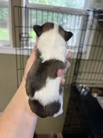 AKC Champ/Russian, a male Chihuahua for sale in Enterprise, AL – Photo 6 of 7