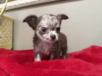 Deposit, a male Chihuahua for sale in Enterprise, AL – 5 of 10