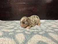 Deposit, a male Chihuahua for sale in Enterprise, AL – Photo 2 of 7