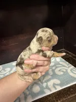 Deposit, a male Chihuahua for sale in Enterprise, AL – Photo 5 of 7