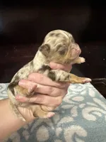 Deposit, a male Chihuahua for sale in Enterprise, AL – Photo 4 of 7