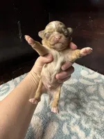 Deposit, a male Chihuahua for sale in Enterprise, AL – Photo 1 of 7