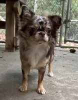 LC Merle female , a female Chihuahua for sale in Enterprise, AL – 5 of 5