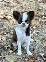 Pettie, a male Chihuahua for sale in Enterprise, AL – 4 of 7