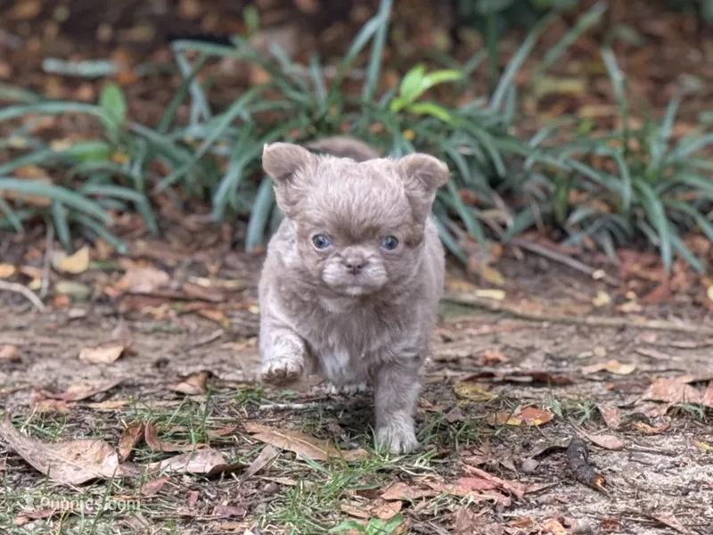 LC brindle – Chihuahua puppy for sale in Enterprise, AL