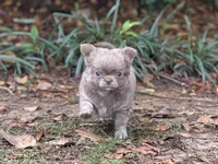 LC brindle, a female Chihuahua for sale in Enterprise, AL – 1 of 6