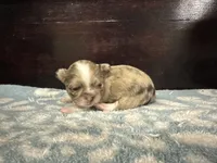 Choc Merle lc, a male Chihuahua for sale in Enterprise, AL – Photo 2 of 4
