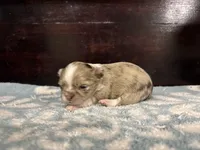 Choc Merle lc, a male Chihuahua for sale in Enterprise, AL – Photo 4 of 4