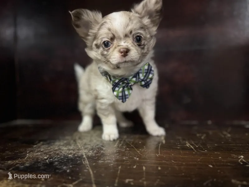 Choc Merle lc – Chihuahua puppy for sale in Enterprise, AL