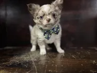 Choc Merle lc, a male Chihuahua for sale in Enterprise, AL – 1 of 2