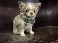 Choc Merle lc, a male Chihuahua for sale in Enterprise, AL – 2 of 2