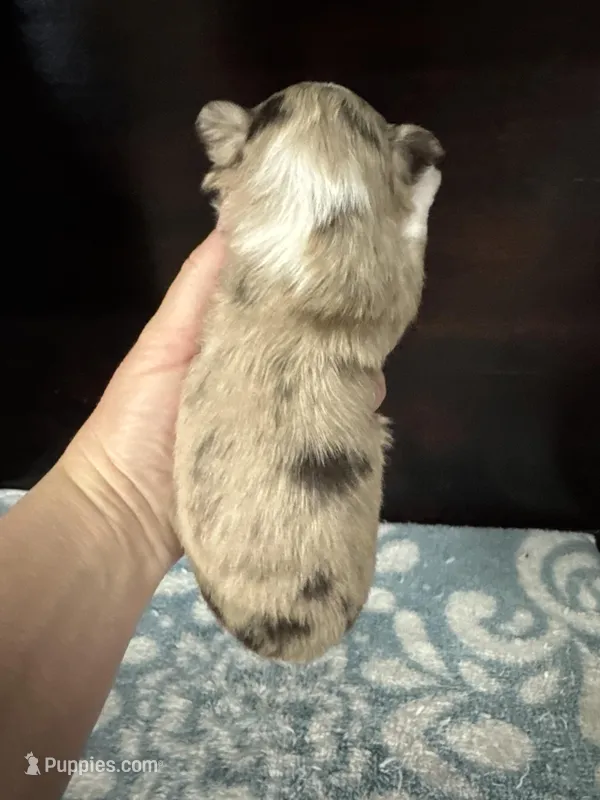 Choc Merle lc – Chihuahua puppy for sale in Enterprise, AL