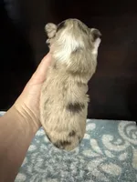 Choc Merle lc, a male Chihuahua for sale in Enterprise, AL – Photo 1 of 4