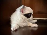 Coonie, a female Chihuahua for sale in Enterprise, AL – Photo 3 of 3