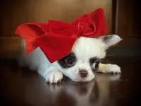 Coonie, a female Chihuahua for sale in Enterprise, AL – Photo 1 of 3