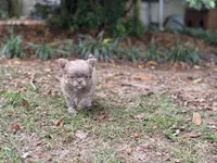 LC brindle, a female Chihuahua for sale in Enterprise, AL – 4 of 6