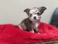 Deposit, a male Chihuahua for sale in Enterprise, AL – 3 of 10