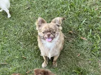 Flin, a male Chihuahua for sale in Enterprise, AL – 4 of 9