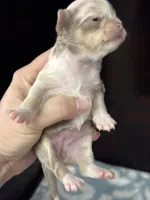 Tiny, a female Chihuahua for sale in Enterprise, AL – Photo 3 of 4