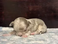 Tiny, a female Chihuahua for sale in Enterprise, AL – Photo 4 of 4