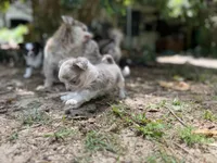 Tiny, a female Chihuahua for sale in Enterprise, AL – 3 of 7