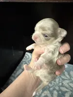 Tiny, a female Chihuahua for sale in Enterprise, AL – Photo 2 of 4