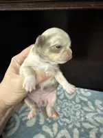 Tiny, a female Chihuahua for sale in Enterprise, AL – Photo 1 of 4