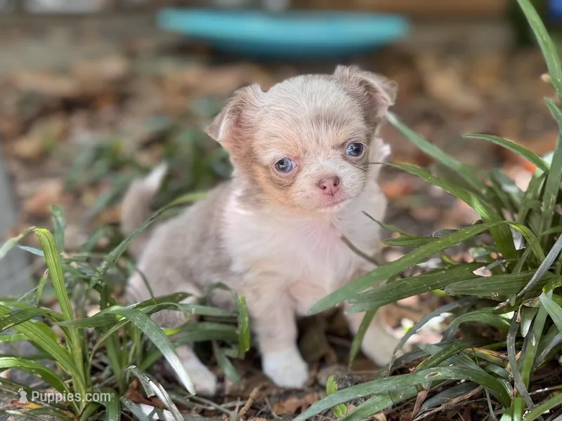 Tiny – Chihuahua puppy for sale in Enterprise, AL
