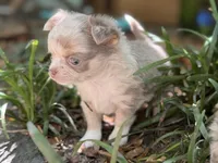 Tiny, a female Chihuahua for sale in Enterprise, AL – 2 of 7