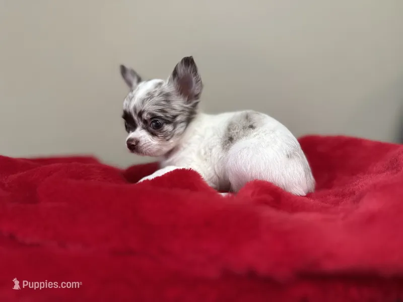 Lilac white – Chihuahua puppy for sale in Enterprise, AL
