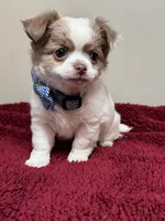Pettie, a male Chihuahua for sale in Enterprise, AL – 2 of 8