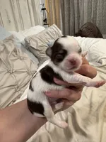 Pumpkin B1, a male Chihuahua for sale in Enterprise, AL – 2 of 7