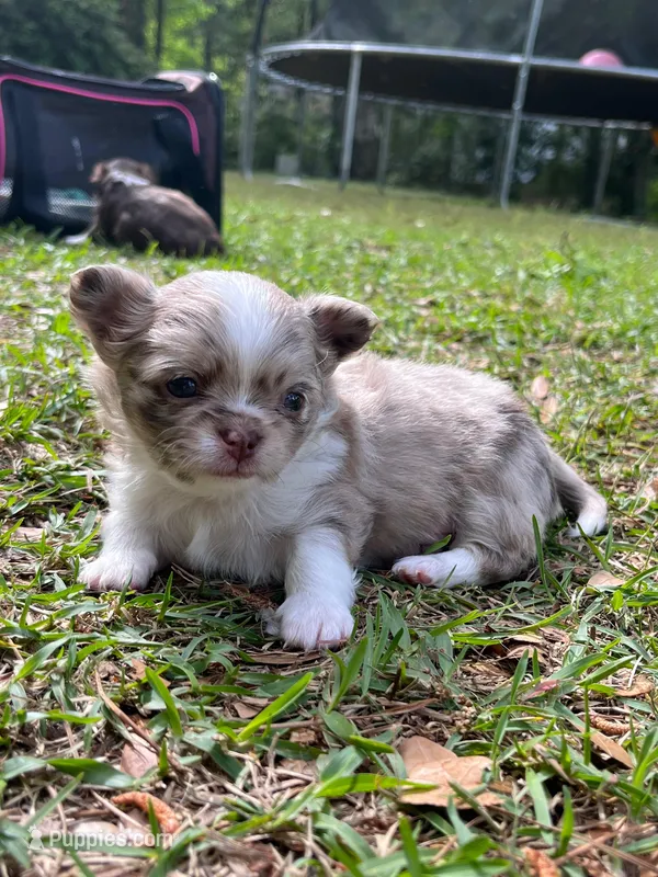 Choc Merle lc – Chihuahua puppy for sale in Enterprise, AL