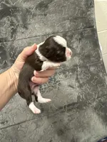 Blaze, a male Chihuahua for sale in Enterprise, AL – Photo 5 of 6