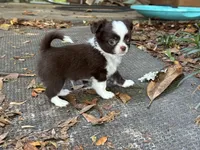 Blaze, a male Chihuahua for sale in Enterprise, AL – Photo 3 of 7