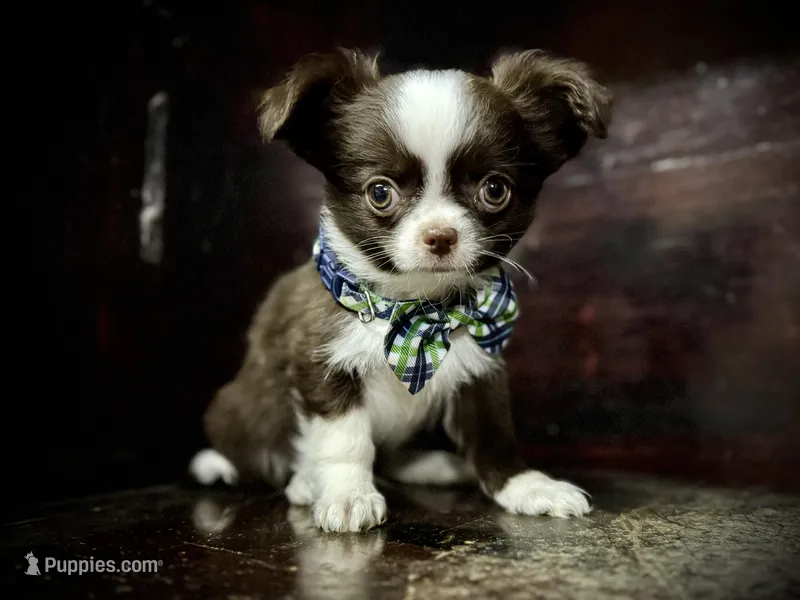 Blaze – Chihuahua puppy for sale in Enterprise, AL